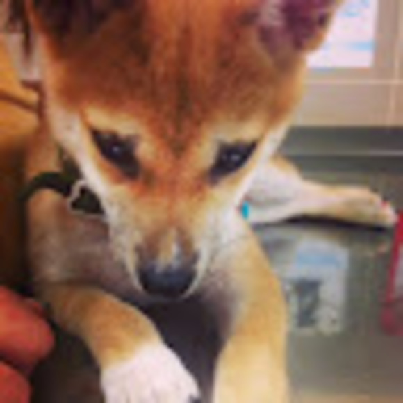 Meet your Posher, Bianca - Picture 1 of 1